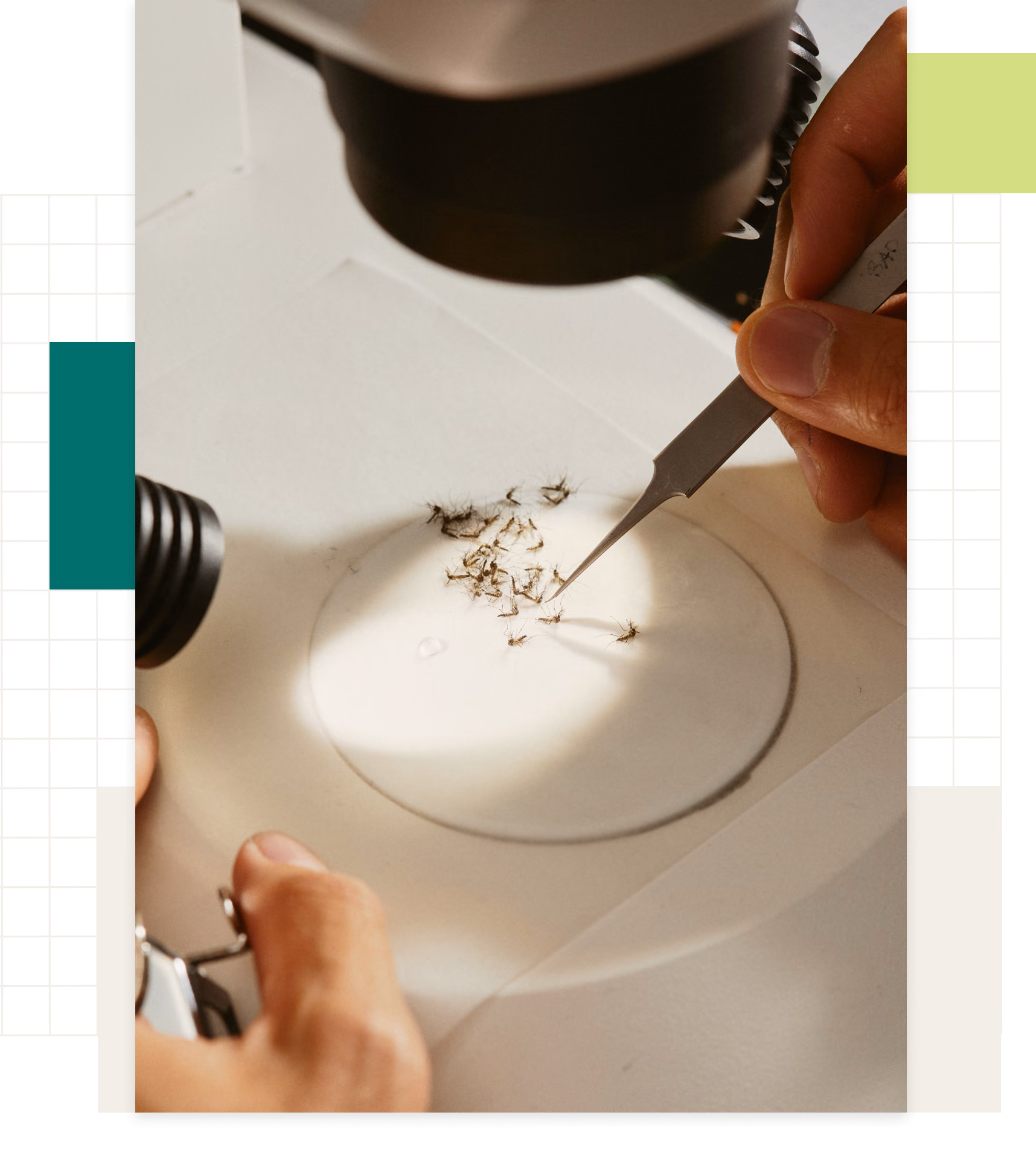 Scientist sorting mosquitos under a microscope.